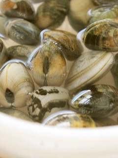 A picture of Easy! How to De-Sand Manila Clams or Surf Clams.