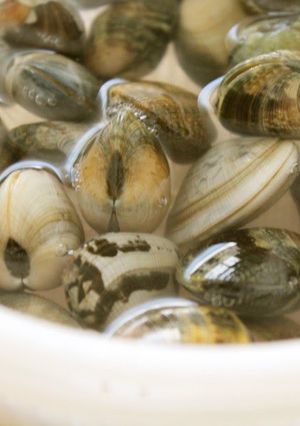 A picture of Easy! How to De-Sand Manila Clams or Surf Clams.