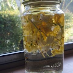 A picture of Honeysuckle Tincture.