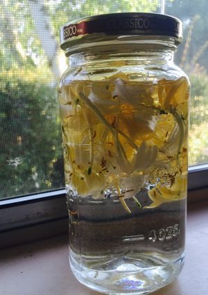 A picture of Honeysuckle Tincture.
