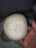 Steam bread