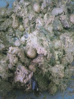 Foto resep Masak daging (belum jadi) rendang / kaleo Asal jadi