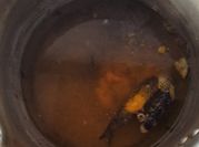 A picture of tumeric tea