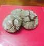 Langkah Mudah untuk Membuat Chocolate crinkle cookies, Bisa Manjain Lidah