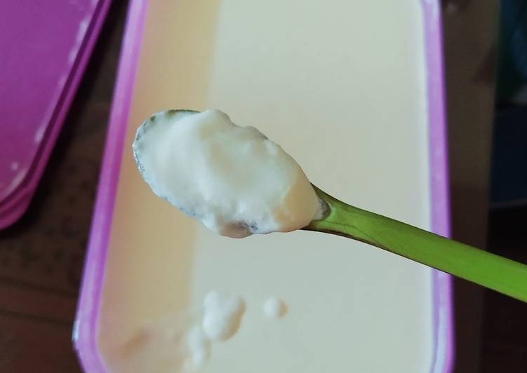Yoghurt plain home made