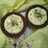 Kesar pista Shrikhand