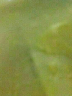 Foto resep Carlo (Pengoles Loyang)