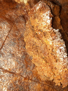 Una foto de Brownie