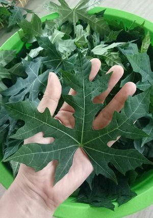 Foto resep Daun Pepaya Jepang