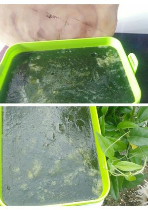 Foto resep Cincau hijau takaran gelas anti gagal 🙂
