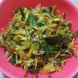 Tumis Bunga Pepaya