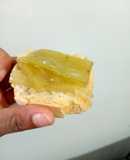 Penca al escabeche (tallo de la acelga)