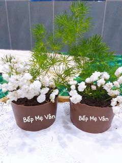 Hình của món Chậu cây từ sôcôla và bánh oreo.