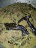 Lodeh tewel + gude