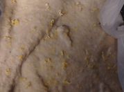A picture of sweet bases