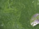 આલુ પાલક (Aloo Palak Recipe In Gujarati)
