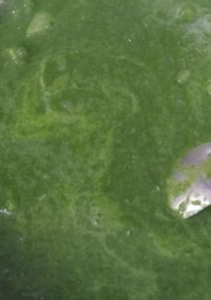 આલુ પાલક (Aloo Palak Recipe In Gujarati) રેસીપી મુખ્ય ફોટો