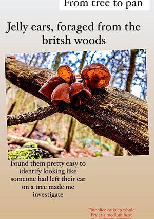 A picture of Auricularia auricula-judae two ways.