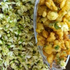 A picture of Drumstick Flower pakodas.