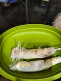 Papeda irit