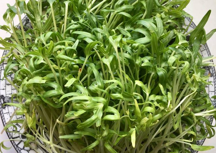 makanan Kangkung Microgreen yang Lezat