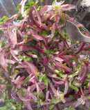 Ensalada de cebolla con cilantro