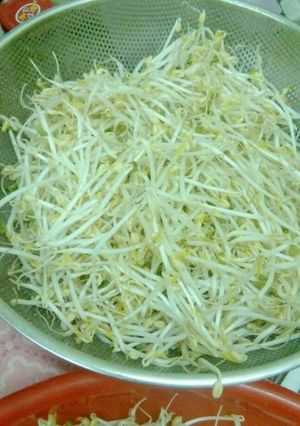 Foto resep Membuat toge sendiri