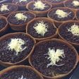 Martabak mini