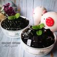 Cincau Hitam Nutrijell