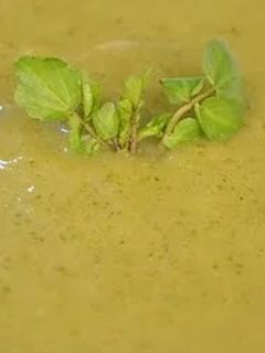 Foto de Sopa Cremosa de Agrião