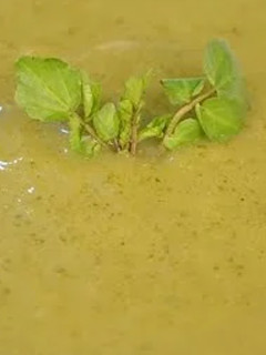 Foto de Sopa Cremosa de Agrião