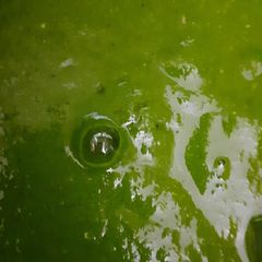 Green chilli chutney A picture of Green chilli chutney.