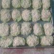 Roti panggang tabur keju