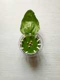 Green chane and Spinach soup