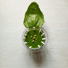 A picture of Green chane and Spinach soup.