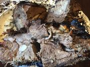 A picture of horse meat recipes