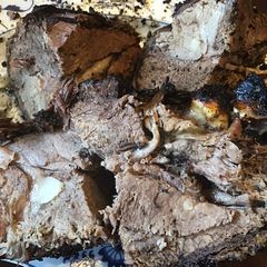 A picture of California Farm Charcoal Grilled Leg of Lamb.