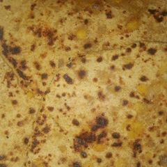 Chana dal parantha A picture of Chana dal parantha.