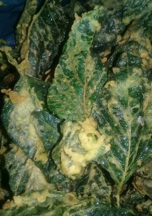 Foto resep KRiPiK BaYam