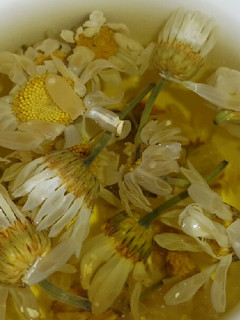 عکسی از دستور دمنوش بابونه