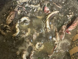 183. Cumi ungkep cabe hijau