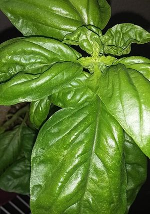Una foto de Pesto de Albahaca