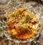 Ini dia! Resep gampang bikin #32 Ayam Bumbu Rujak sajian Idul Adha  sempurna