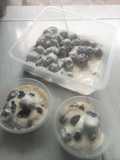 Jelly Ball Coklat with Fla Cheese (Posbar # 71)