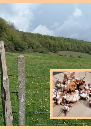 Une photo de Fleurs de pissenlits et paquerettes 🌸 en beignets 😊