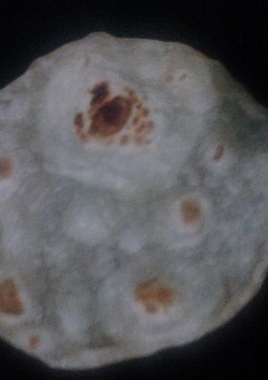 Foto resep Paratha Indonesia
