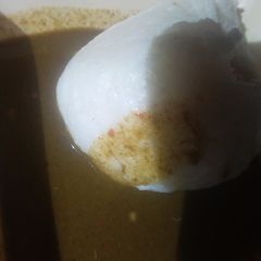 A picture of Miyar kuka.
