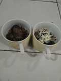 Coco chip with Oreo Tabur keju/coklat