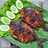 Ikan Bawal Bakar Teflon