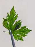 Flat Fried Petersely Garnish